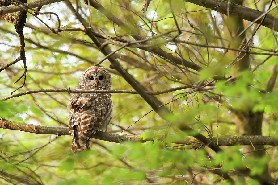 Barred owl #7 Photograph by Brook Burling