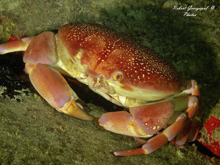 Batwing Coral Crab Photograph by Robert Georgopul - Fine Art America