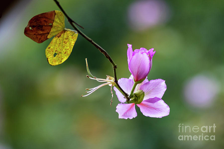 Bauhinia variegata Photograph by Cuong Nguyen Duy - Pixels