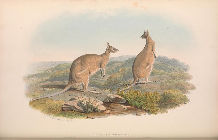 Beautiful Antique Australian Kangaroo Mixed Media by Beautiful Nature ...