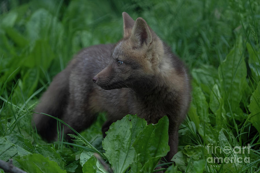 Beautiful fox cub #7 Photograph by Sam Rino