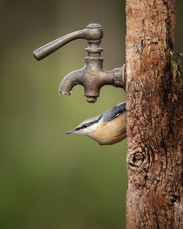 Beautiful Nuthatch garden bird Sitta Europaea in Spring sunshine ...