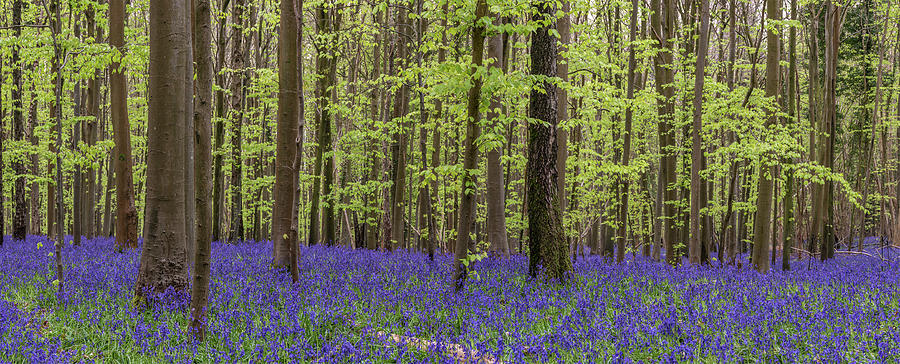 Beautiful Soft Spring Light In Bluebell Forest In English Countr Photograph