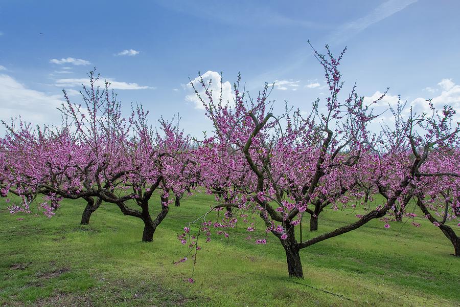 Beautiful Spring Peach Blossoms-Vigo County, Indiana Photograph by ...