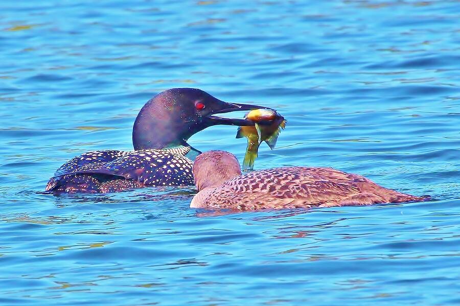 Bird #7 Photograph by John Walsh Bird #7 Photograph by John Walsh