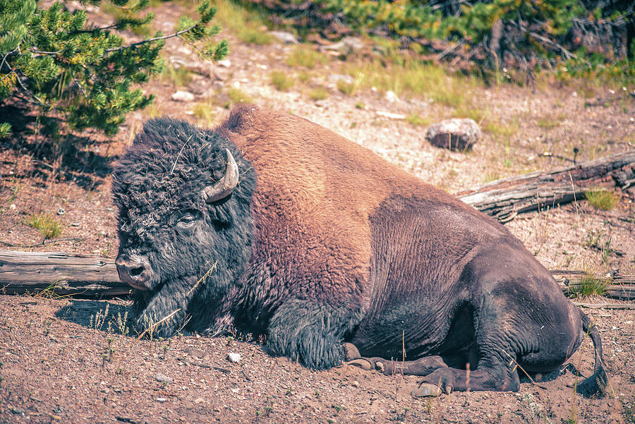 Bison At Yeallowstone National Park In Wyoming #7 Photograph by Alex Grichenko