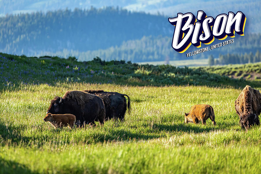 Bison at Yellowstone #7 Photograph by Gestalt Imagery - Pixels