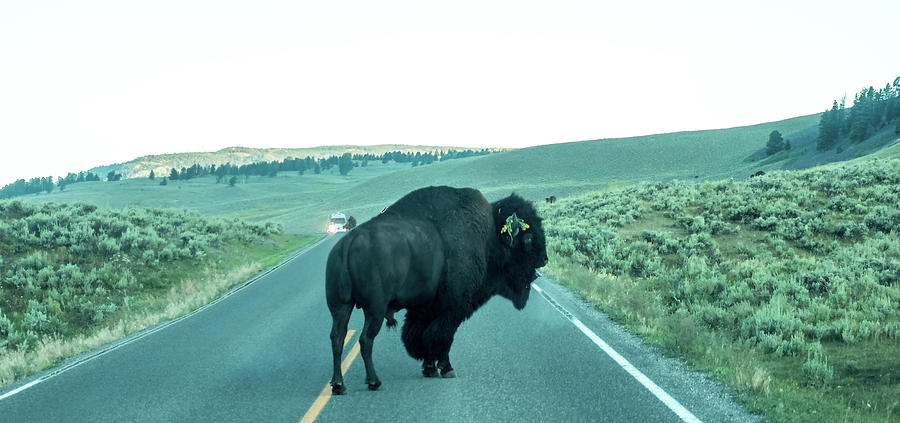 Bison graze in Lamar Valleyat Yellowstone National #7 Photograph by Alex Grichenko
