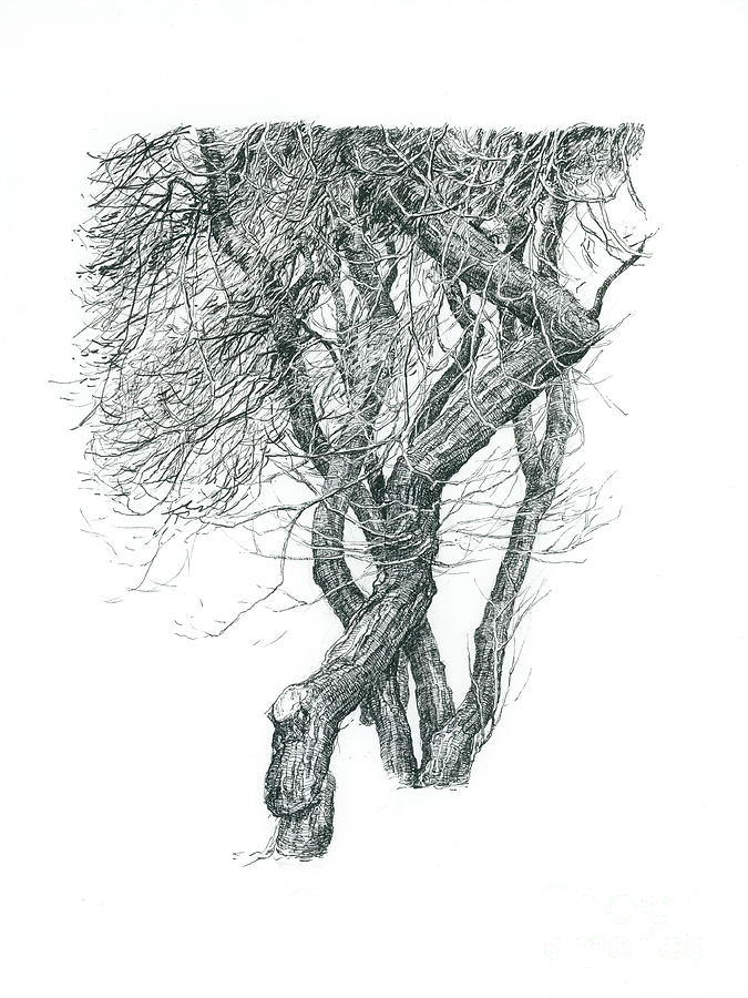 Black and white tree Drawing by Katarzyna Gagol | Pixels