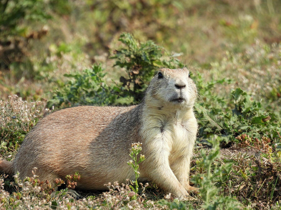 Black tailed prairie dog in White Horse Hill National Game Preserve ...