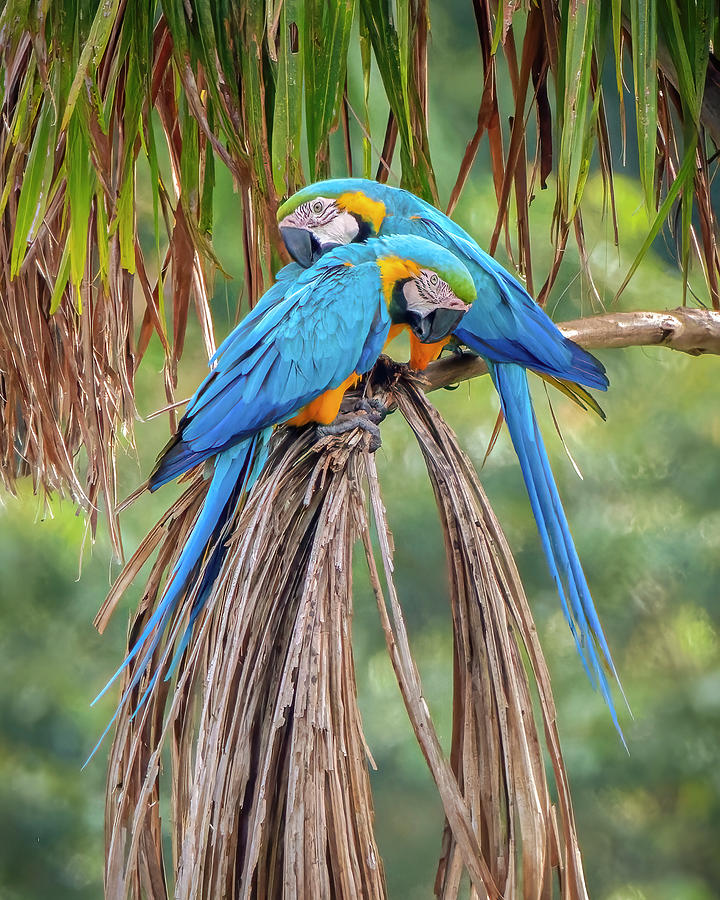 Blue and Yellow Macaw Doncello Caqueta Colombia #7 Photograph by Adam Rainoff