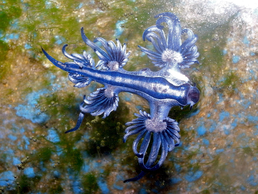 Blue Dragon, Glaucus Atlanticus, Blue Sea Slug #7 Photograph by S.Rohrlach