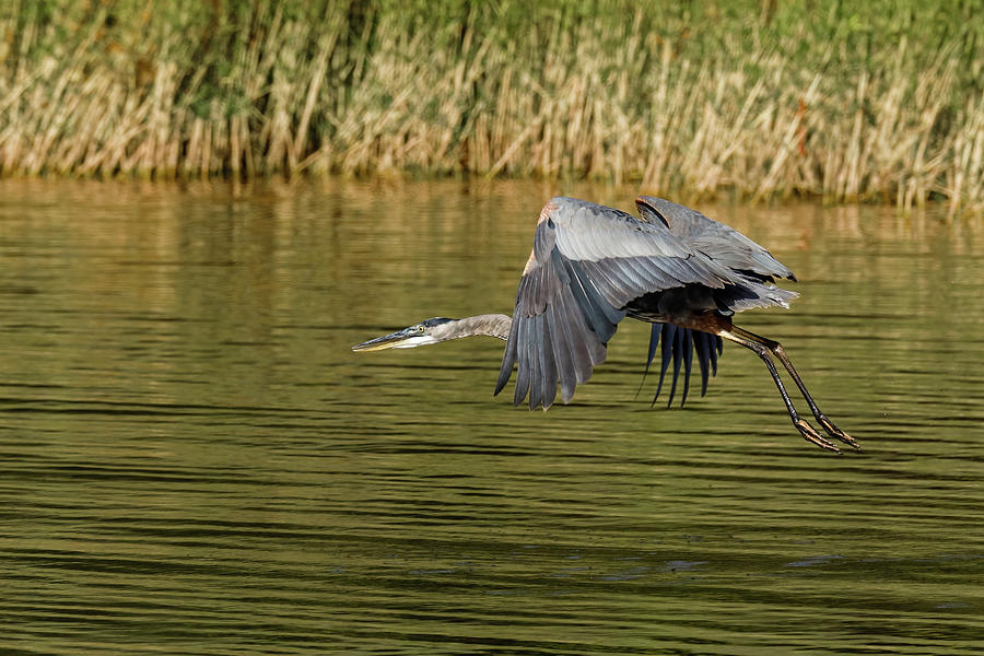 Blue Heron Fishing #7 Photograph by Doug Long