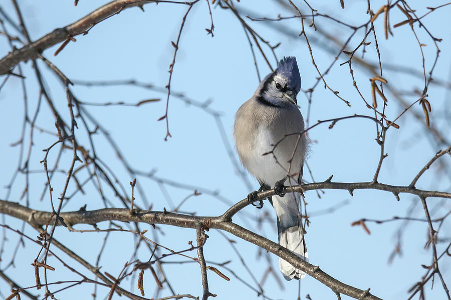 Blue Jay #7 Photograph by Brook Burling