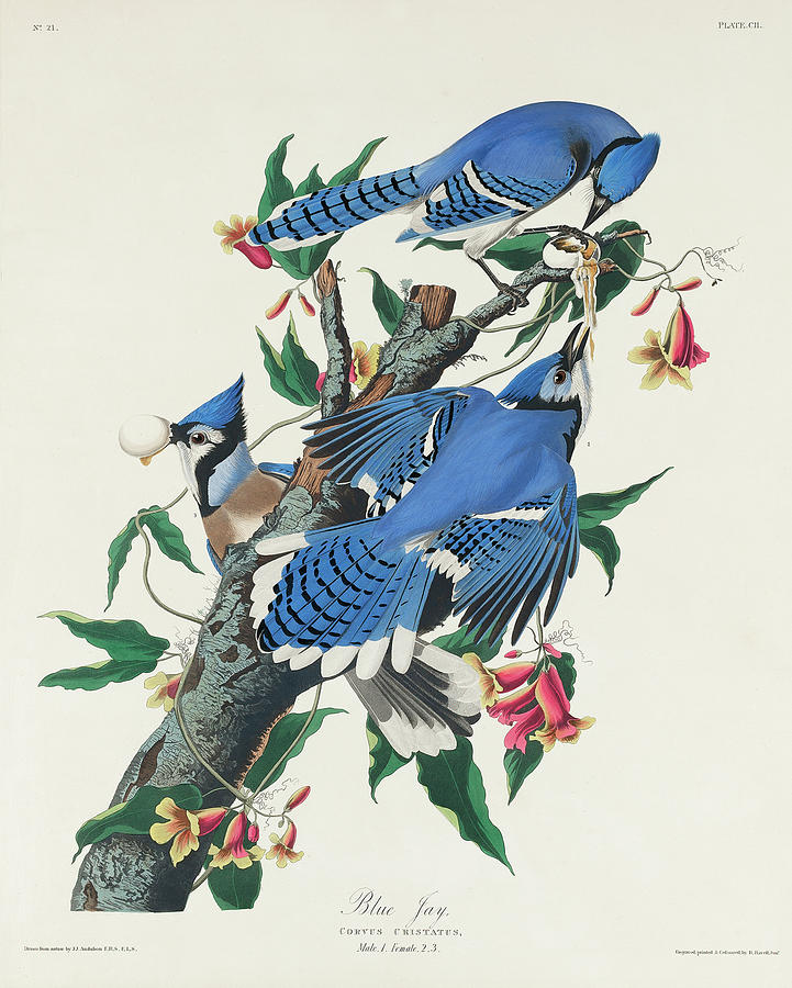 Audubon Birds Drawing - Blue Jay #7 by John James Audubon