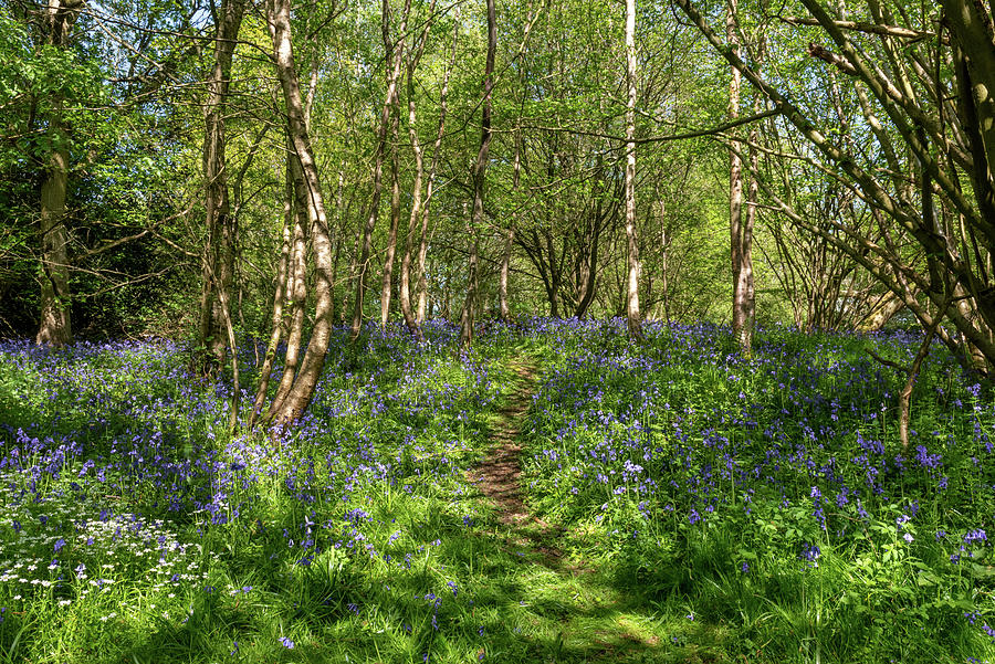 Bluebell woods #7 Photograph by Gary Eason