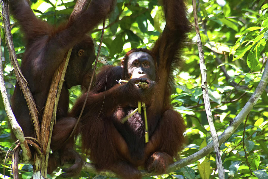 Borneo Orangutans In Sarawak Digital Art