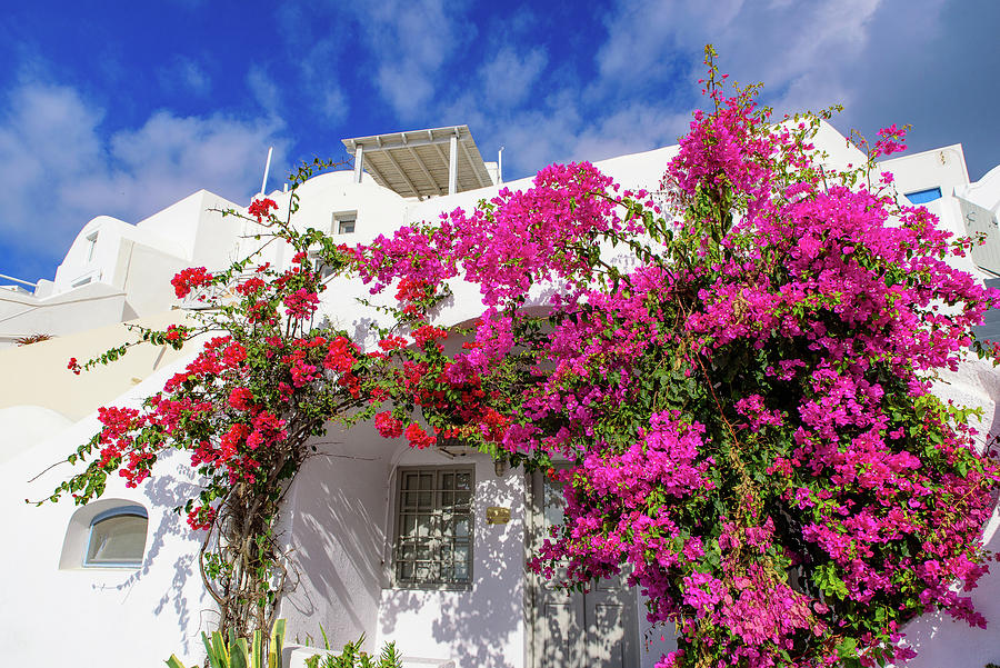 Bougainvillea flowers in Santorini #7 Photograph by Chun Ju Wu - Pixels