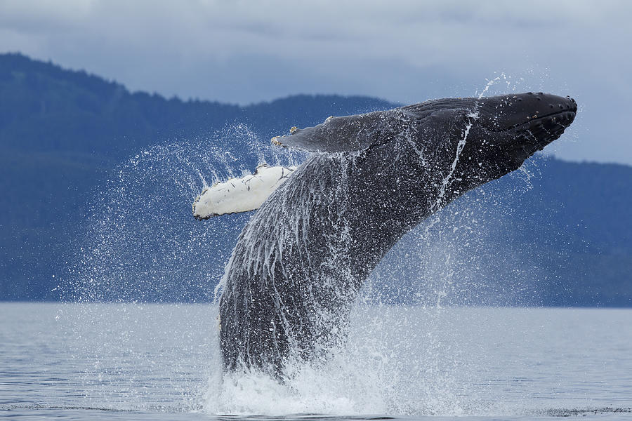 Breaching Humpback Whale, Alaska #7 Photograph by Paul Souders Breaching Humpback Whale, Alaska #7 Photograph by Paul Souders