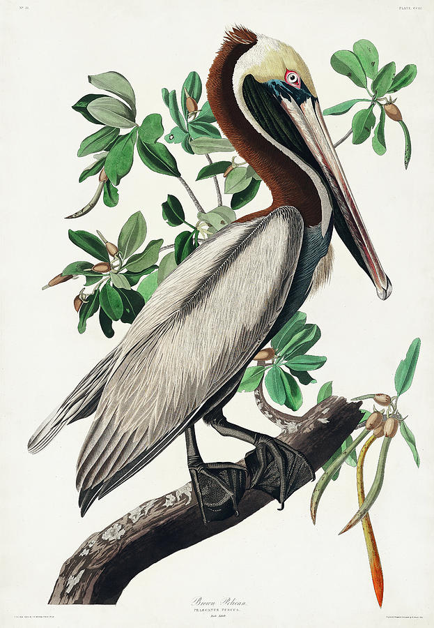 Brown Pelican #7 Drawing by John James Audubon