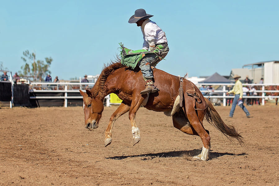 Bucking Bronco Photograph by Michele Jackson - Fine Art America