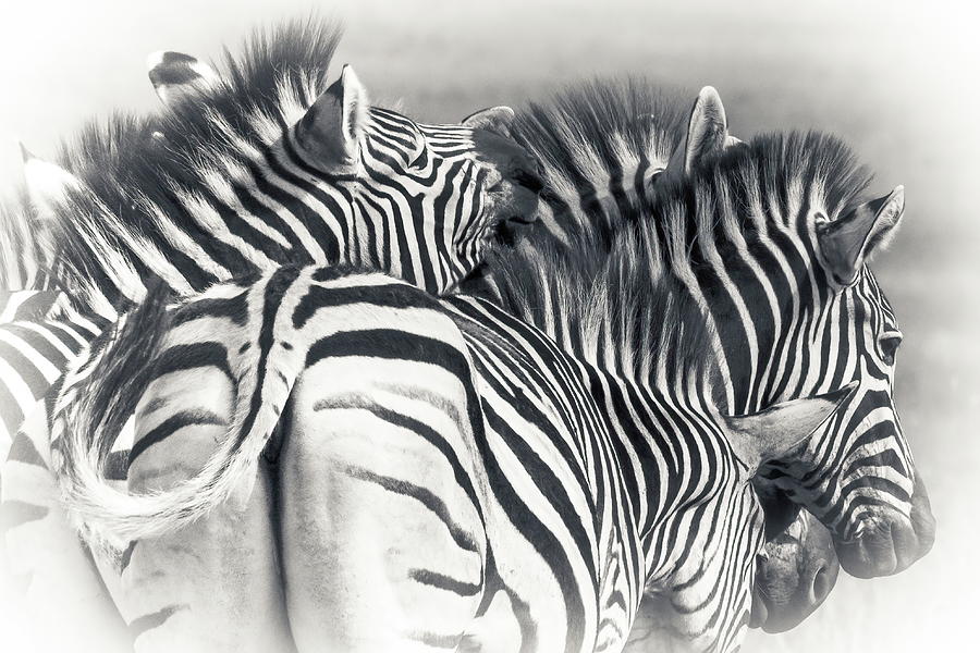 Burchelles Zebra #8 Photograph by Keith Carey