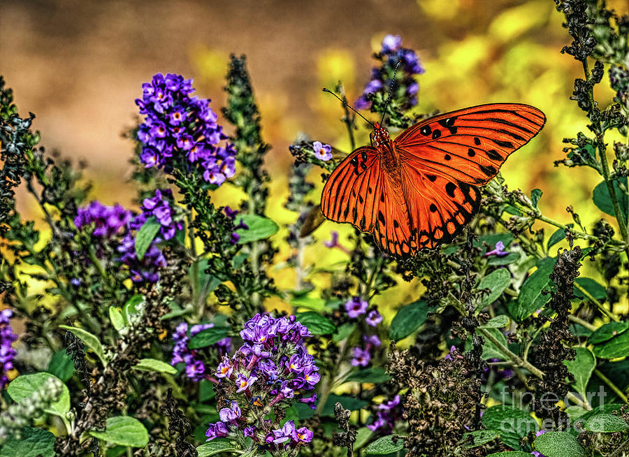 Butterfly  #8 Digital Art by Elijah Knight