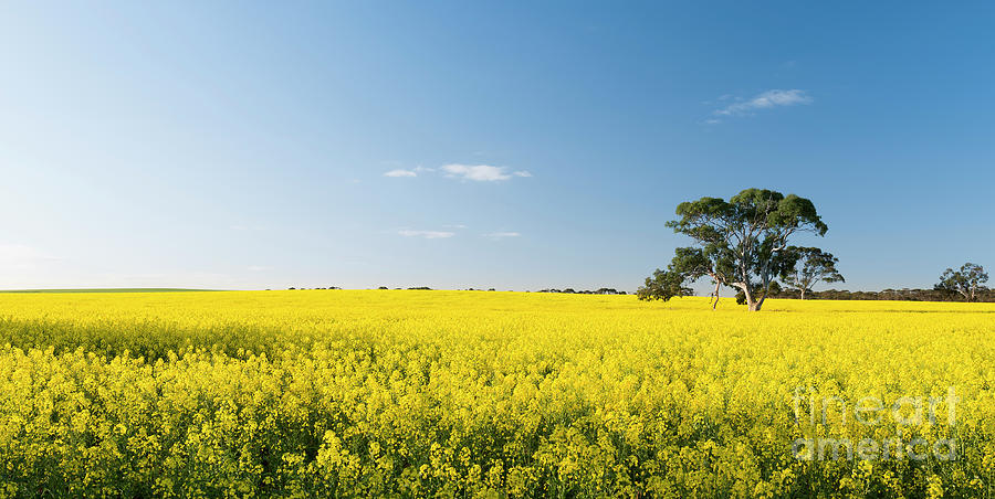 Canola Field #7 Photograph by THP Creative
