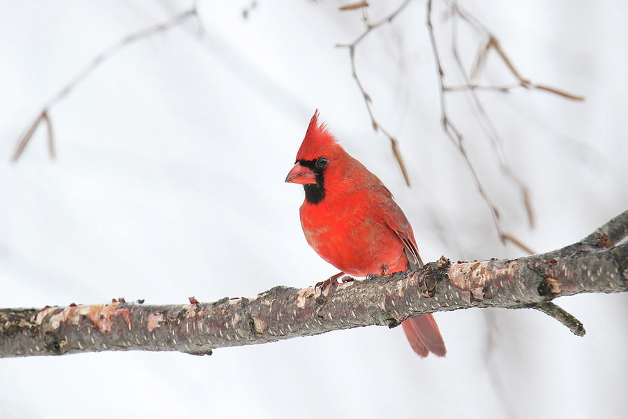 Cardinal #7 Photograph by Brook Burling