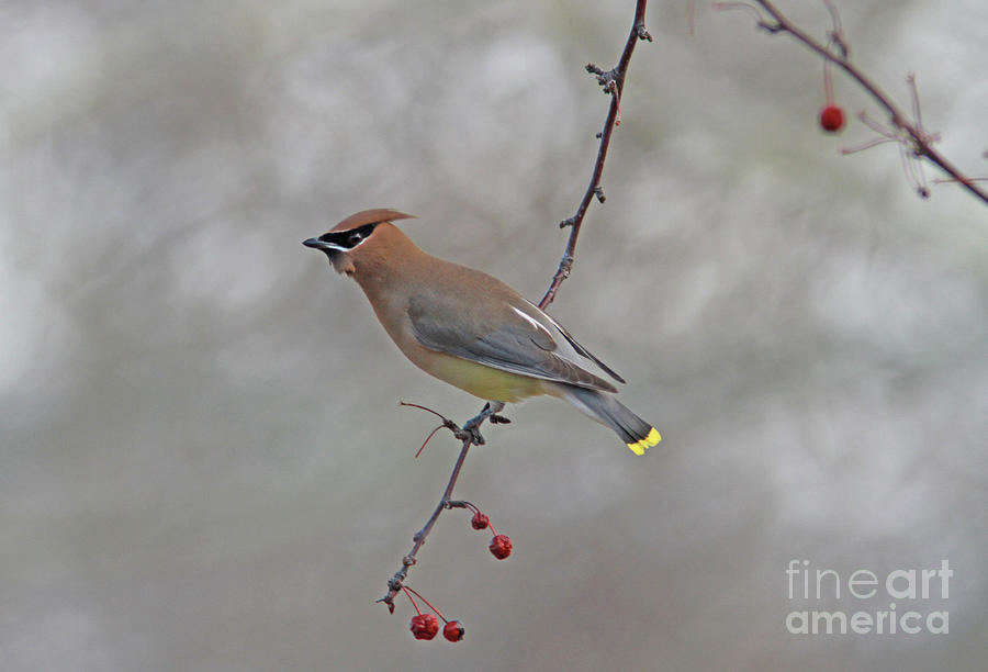 Cedar Waxwing #7 Photograph by Gary Wing