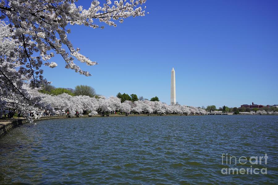 Cherry Blossoms Washington DC #7 Photograph by Annamaria Frost