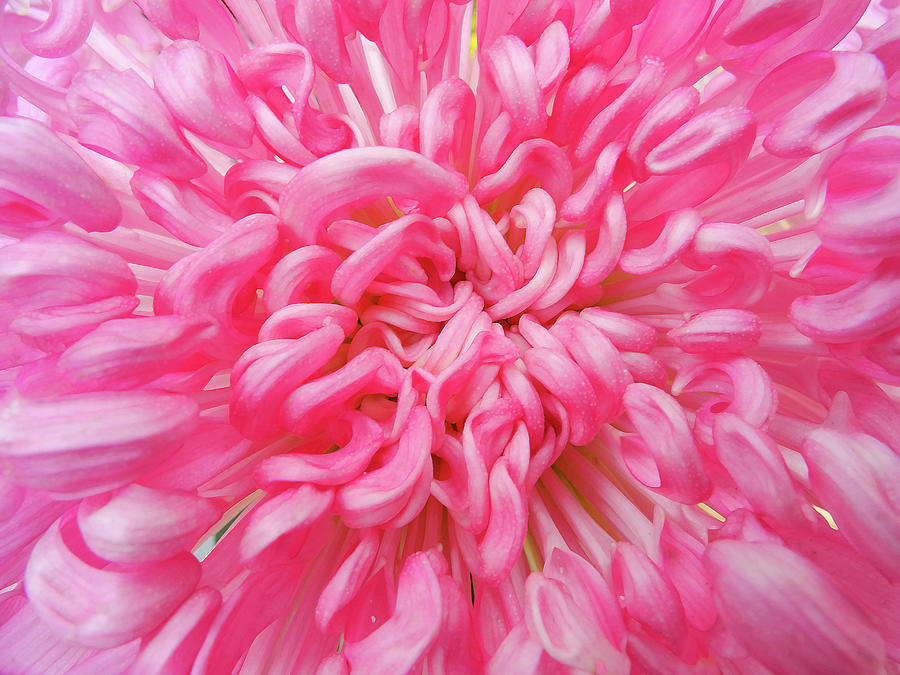 Chrysanthemum series #7 Photograph by Yue Wang