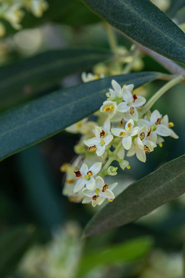 Close up of olive blossoms #7 Photograph by Barb Gabay - Fine Art America