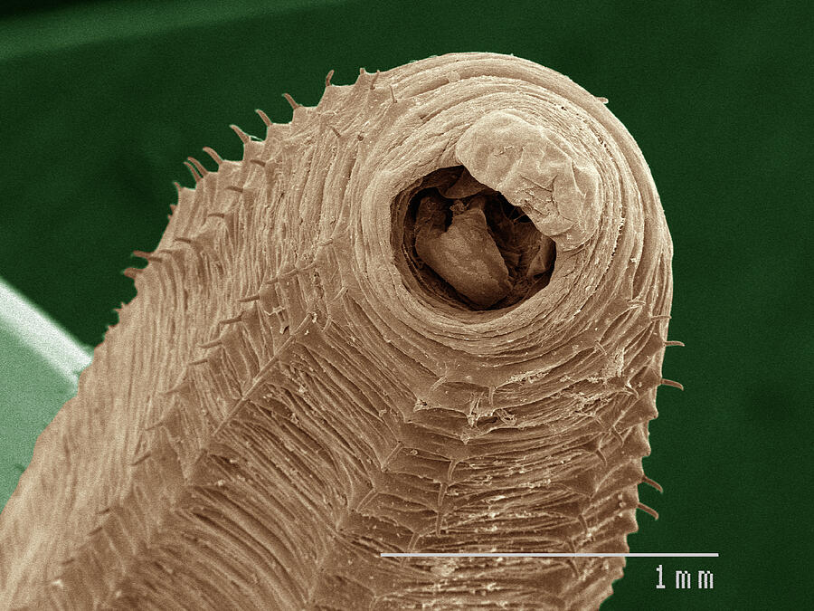 Coloured SEM of earthworm #7 Photograph by Gregory S. Paulson