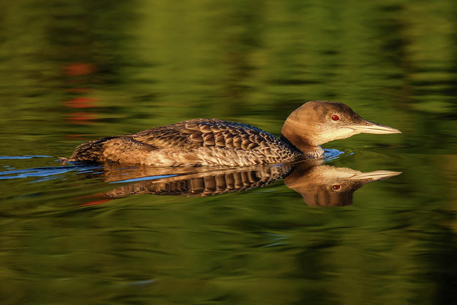 Common Loon #7 Photograph by Brook Burling