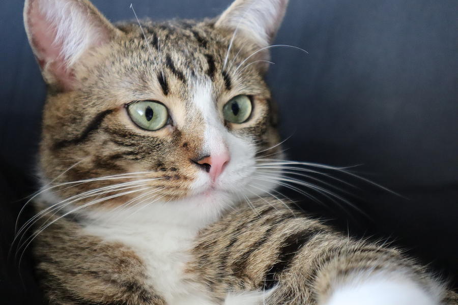 Cute Tabby Cat With A Pink Nose, White Paws, And Green Eyes Photograph 