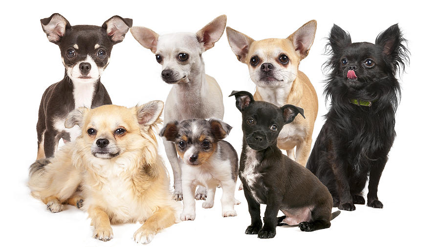 7 different Chihuahuas ! Photograph by @Hans Surfer