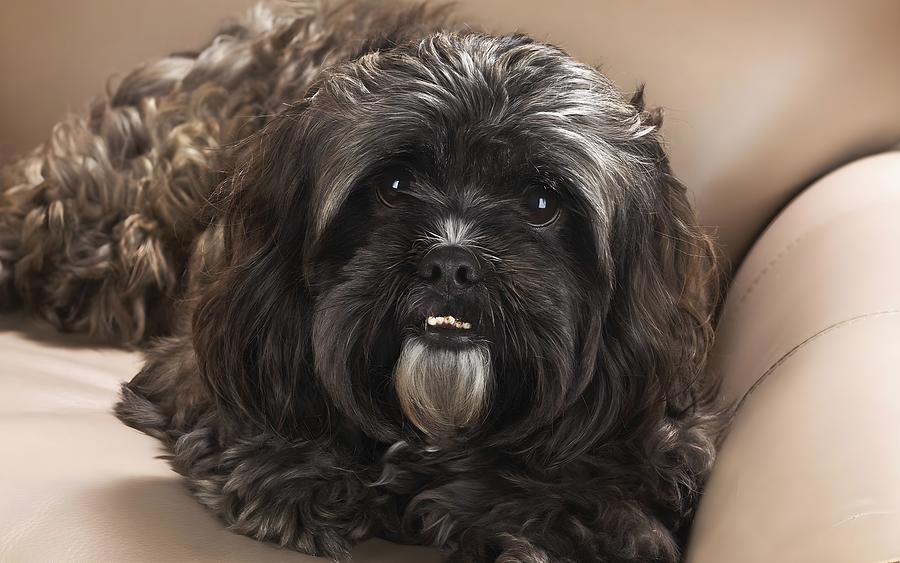 Dog Digital Art by Jennifer Jacobs - Fine Art America