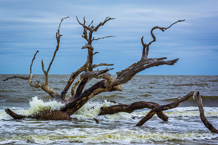 Nature Photograph - Driftwood Beach #8 by Randy Bayne