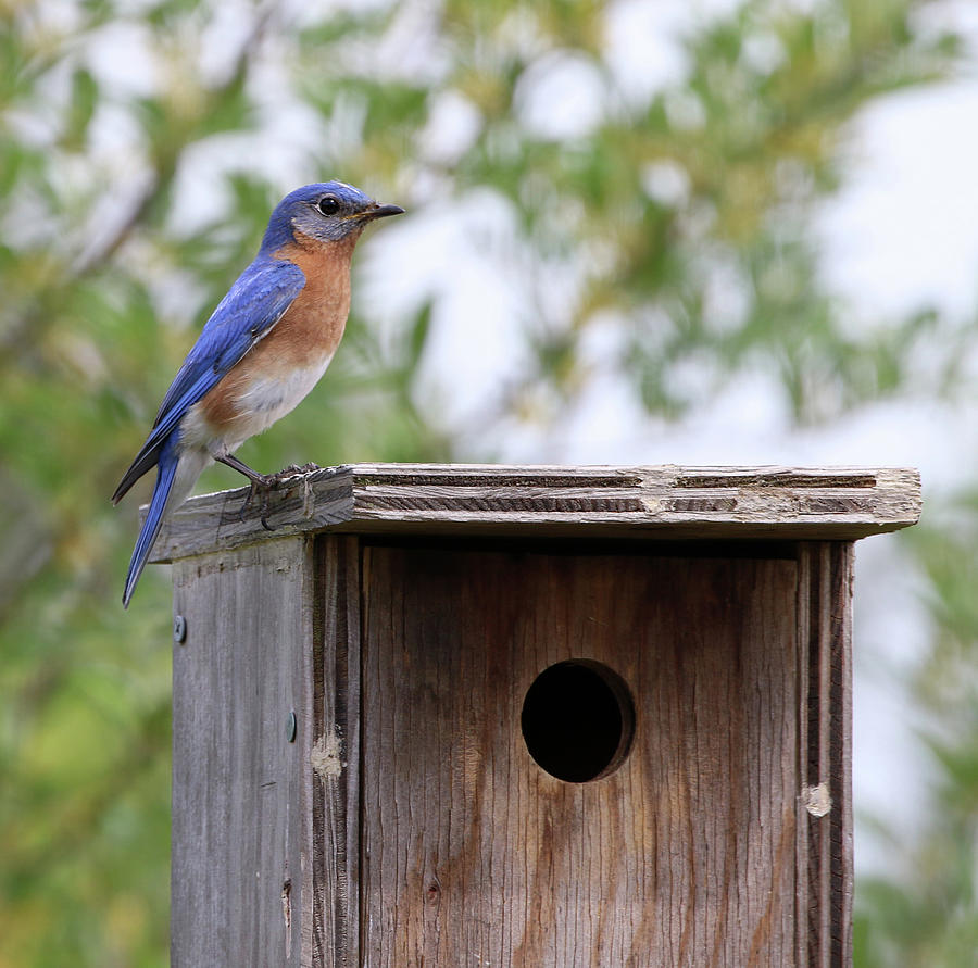 Eastern Bluebird Calverton New York Photograph by Bob Savage - Fine Art ...