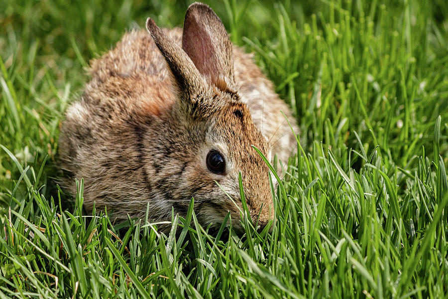 Eastern Cottontail rabbit #7 Photograph by SAURAVphoto Online Store