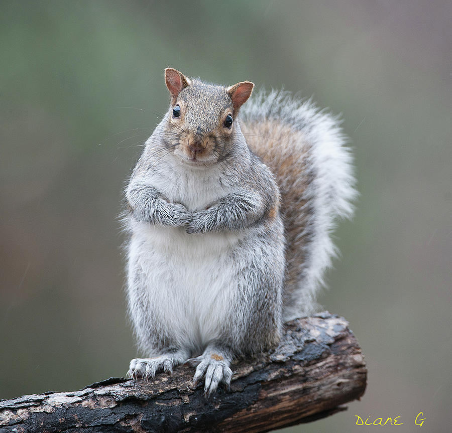 Eastern Grey Squirrel #7 Photograph by Diane Giurco