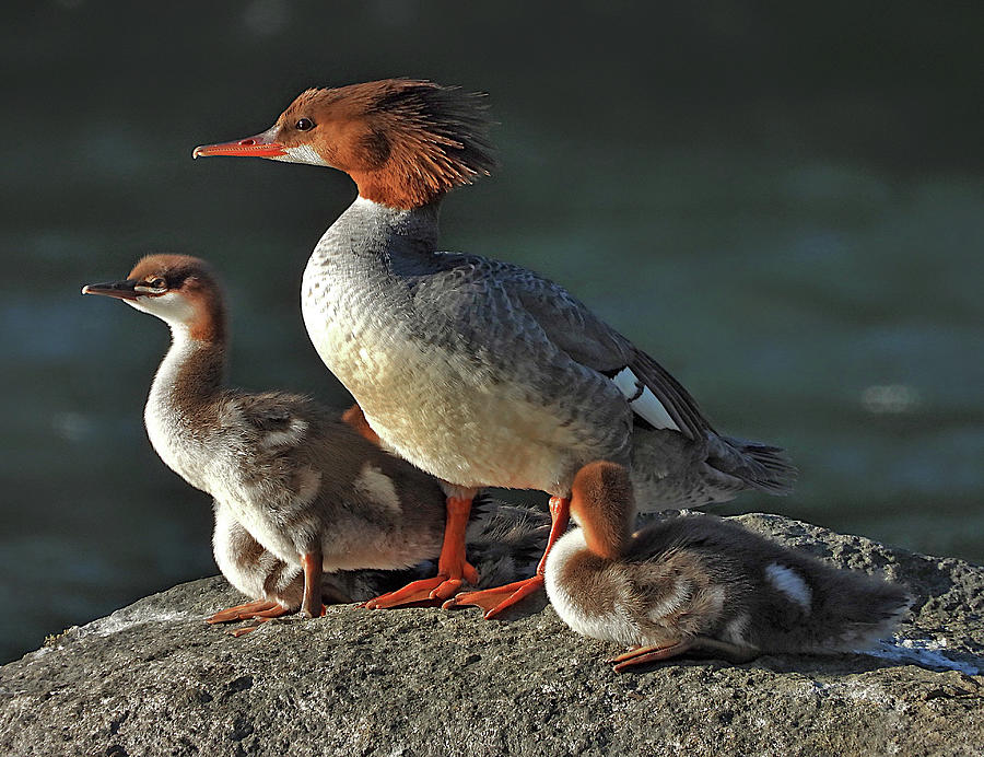 Female Merganser Duck and Ducklings Photograph by Lindy Pollard - Fine ...