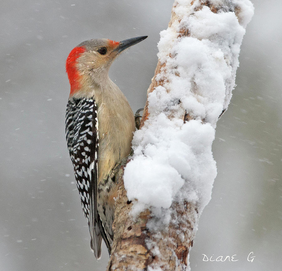 Female Red-bellied Woodpecker #7 Photograph by Diane Giurco