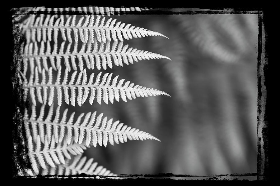Ferns #7 Photograph by Alan Copson