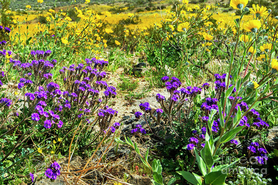 Fields of Beautiful Desert Wildflowers, Coachella Valley Preserve, Palm ...