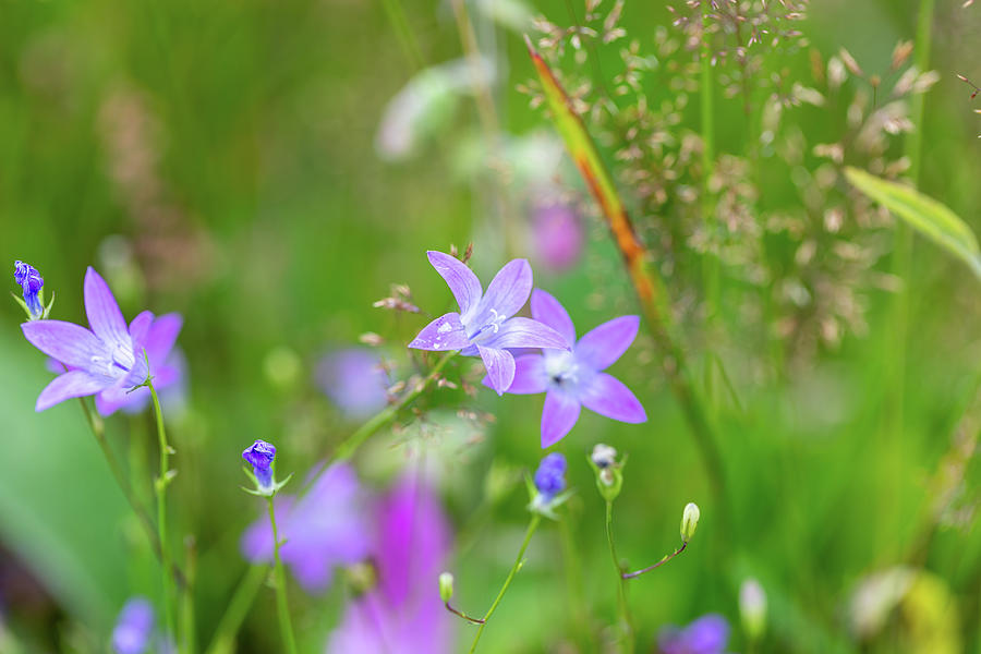 Flower Campanula Patula, Wild Flowering Plant Photograph by Artush Foto ...