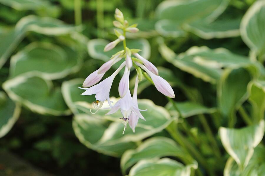 Flower #7 Photograph by John Walsh Flower #7 Photograph by John Walsh