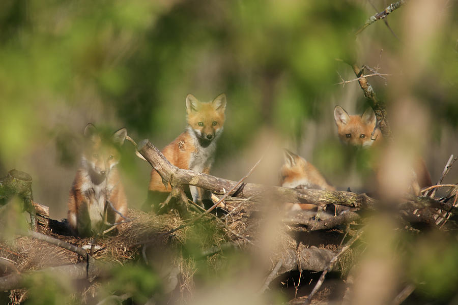Fox Kits #7 Photograph by Brook Burling