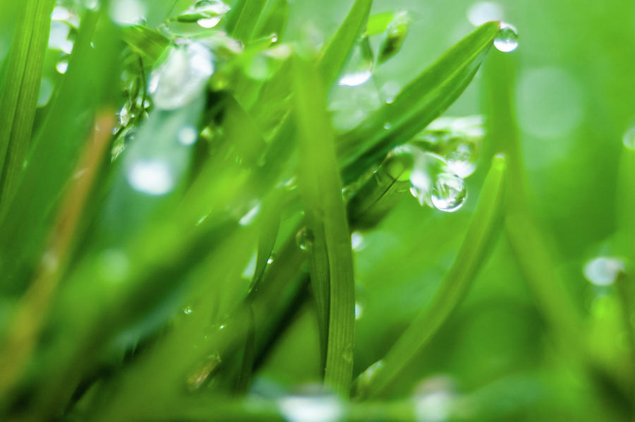 Fresh spring grass with dew drops  #7 Photograph by Alex Grichenko